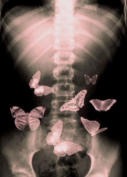 Бабочки в картинках смешные