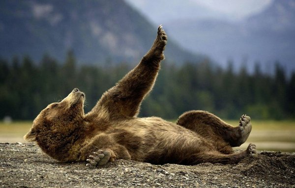 Медведя в картинках смешные
