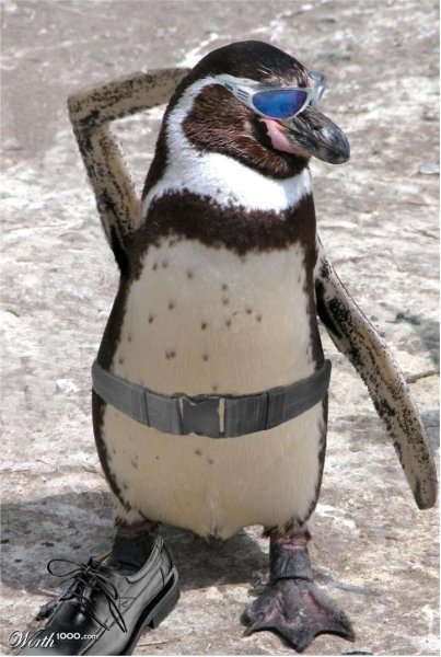 Пингвины в картинках смешные