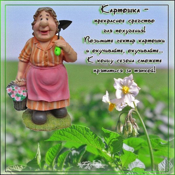 Пожелания дачнику