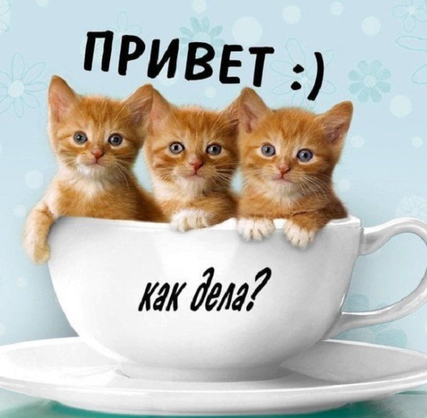 Привет котенок