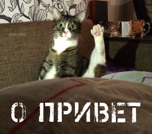 Кот привет