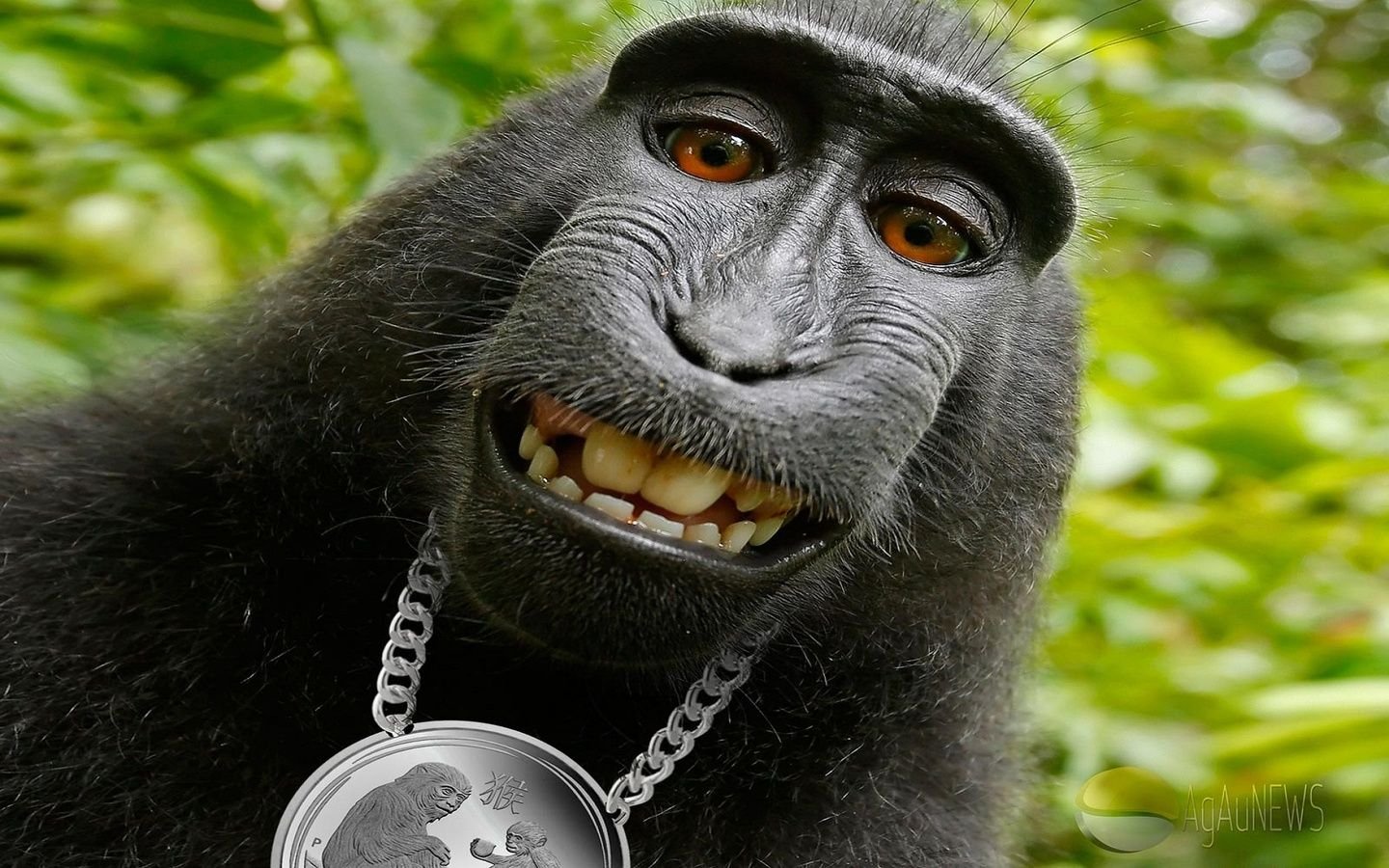 Стоковые фотографии по запросу Смешные обезьяны