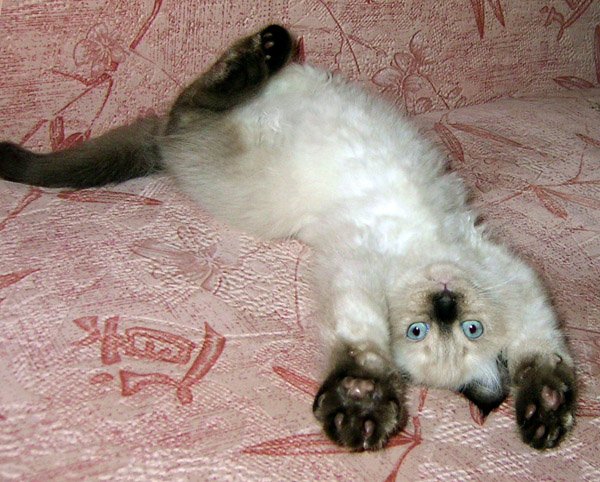 Смешные картинки невская маскарадная кошка