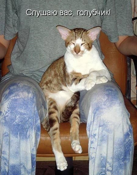 Смешные коты с подписями