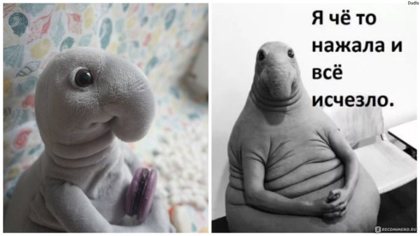 Ждун животное