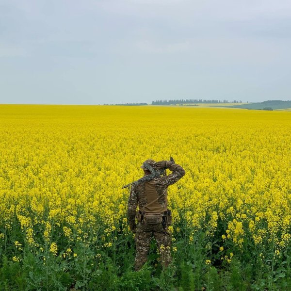 Рапс Яровой Ратник