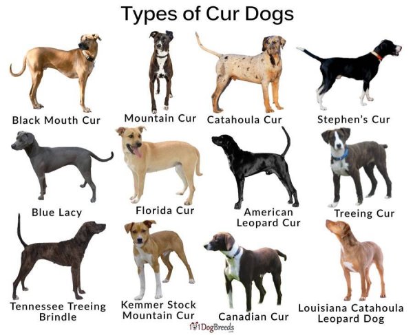 Смешные картинки породы собак с названиями