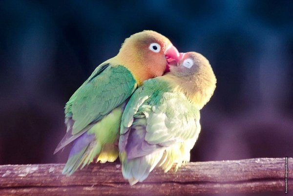 Смешные картинки попугаи неразлучники