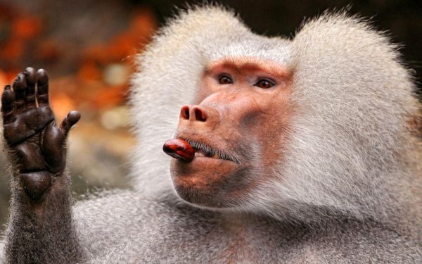 Смешные картинки самца бабуина