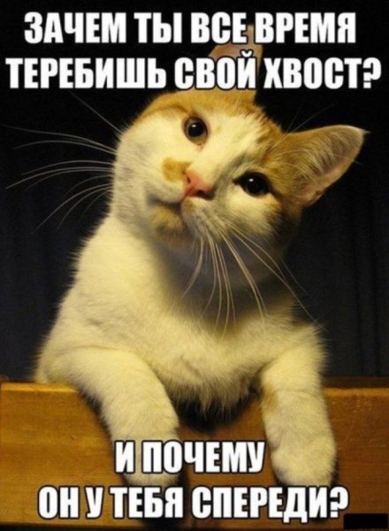 Картины с прикольными надписями