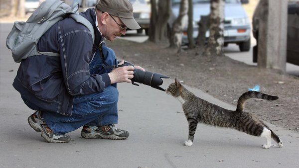 Смешные картинки из жизни кошек