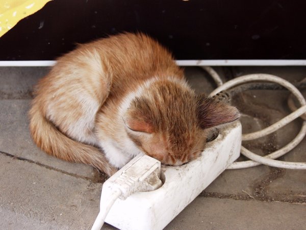 Юмор в картинках кошки
