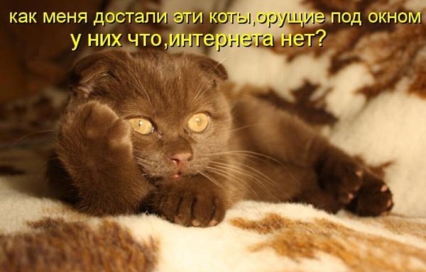 Смешные кошки