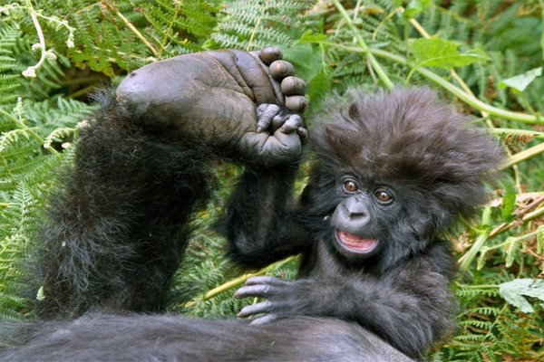 Смешные картинки горилл обезьян