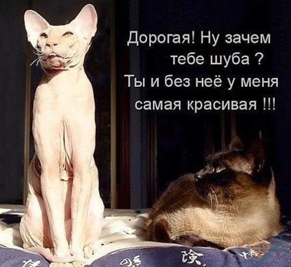 Кот юмор