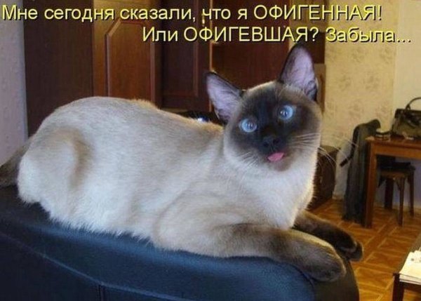 Умная кошка