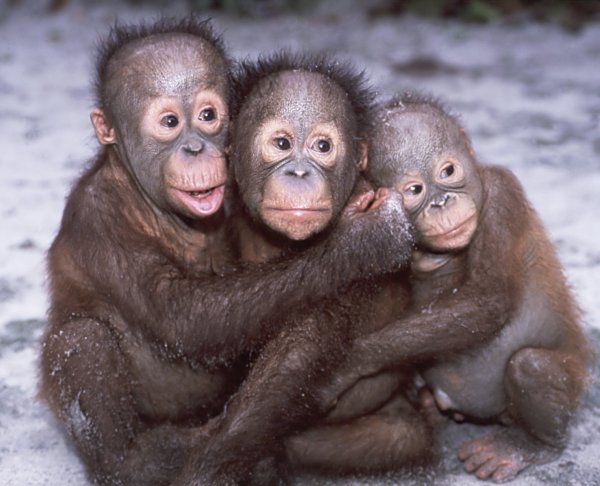 Смешные картинки обезьян с детенышами