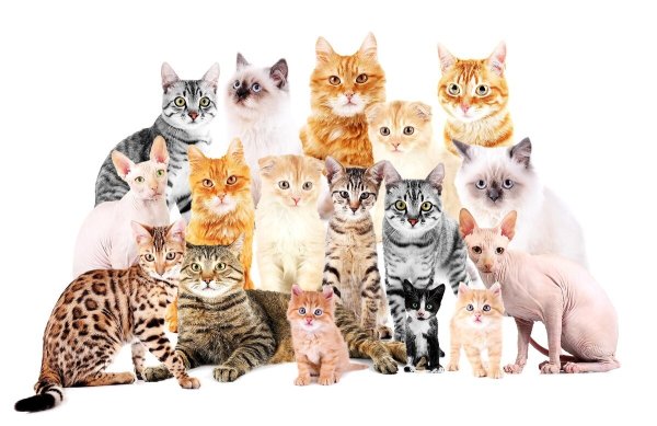 Смешные картинки кошек разных пород
