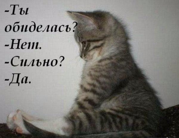 Обиженный кот с надписью