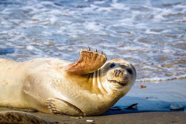 Картинки животного тюлень смешные