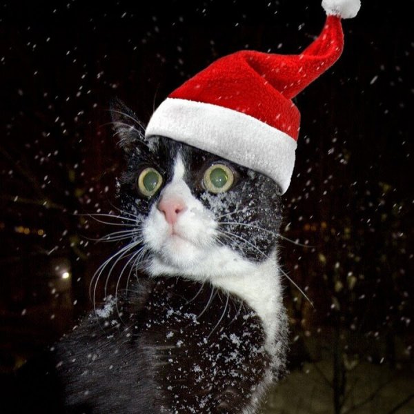 Смешные картинки новогодние коты на аву