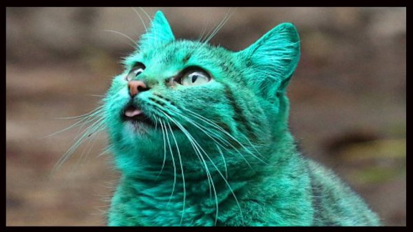 Смешные картинки кошки и милые зеленые глаза