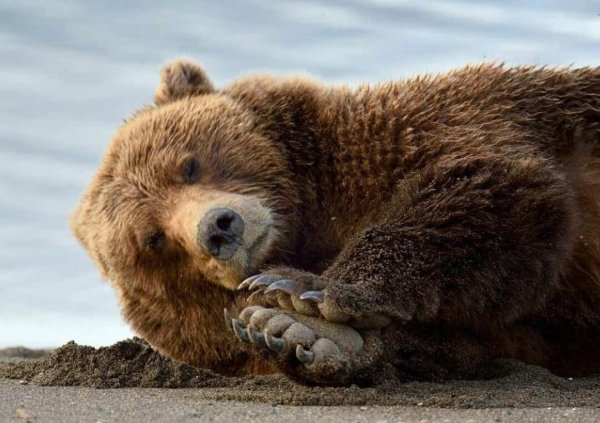 Смешные картинки все медвежата