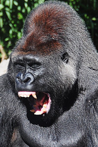 Смешные картинки гориллы приколы