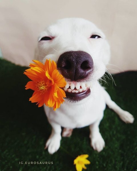 Картинки улыбающейся собаки смешные