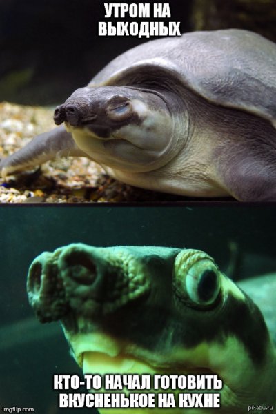 Смешные картинки черепахи с надписями