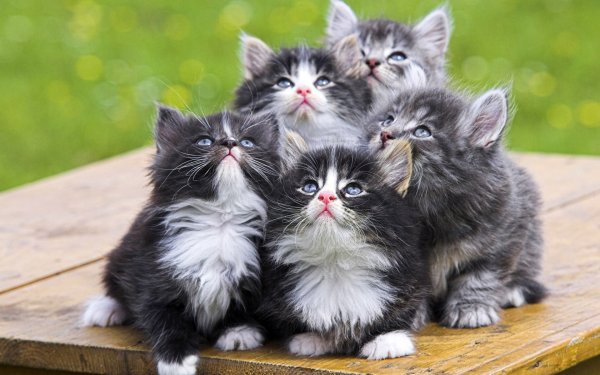 Картинки котят милых пушистых и смешных