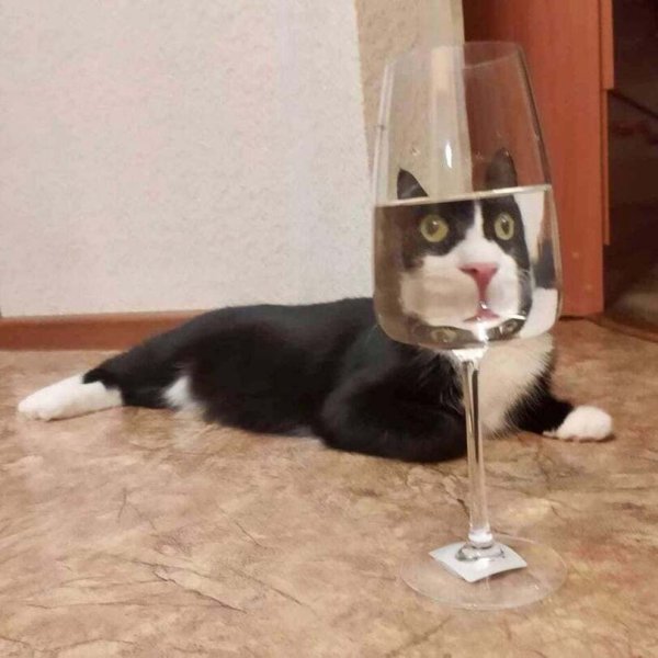Кошка через бокал