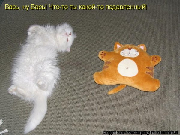 Смешные картинки кошки с надписями до слез для поднятия настроения