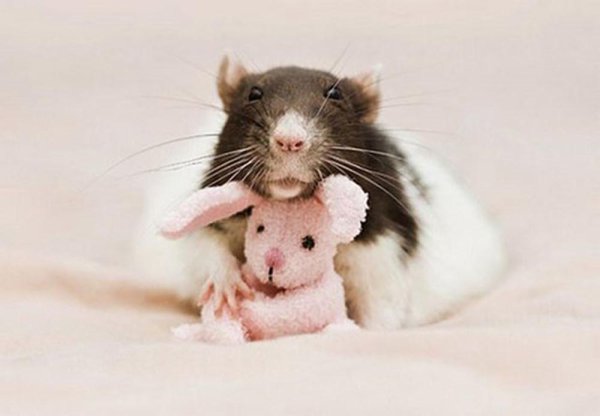 Смешные картинки крысы красивые и милые