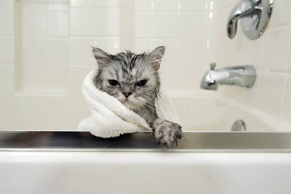 Смешные картинки мокрых котят