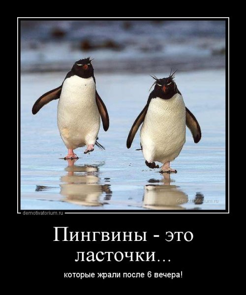 Смешные картинки пингвины приколы