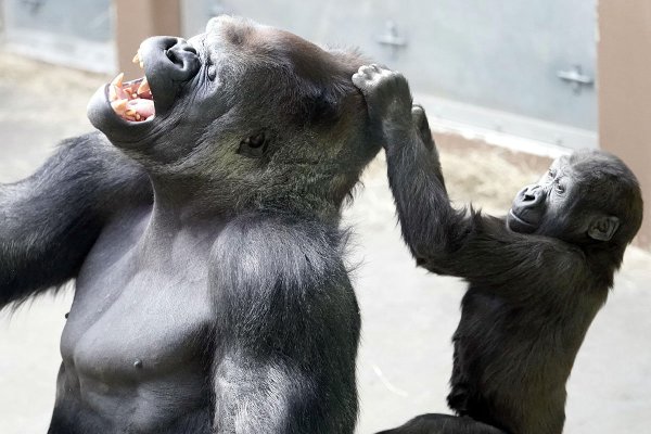 Смешные картинки гориллы