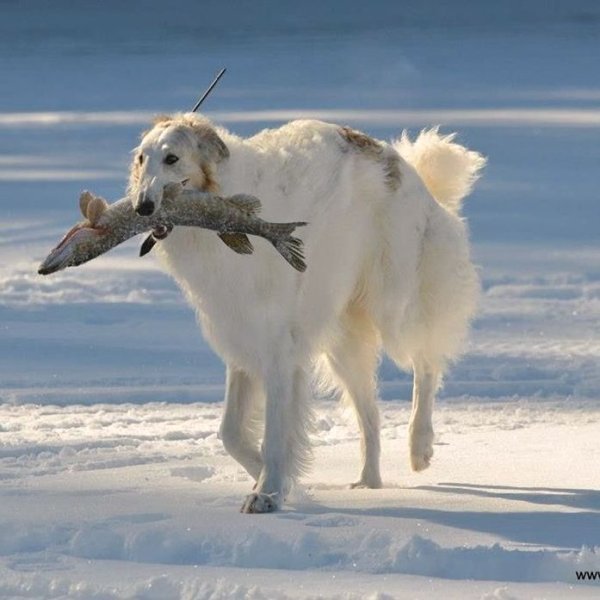 Псовая борзая