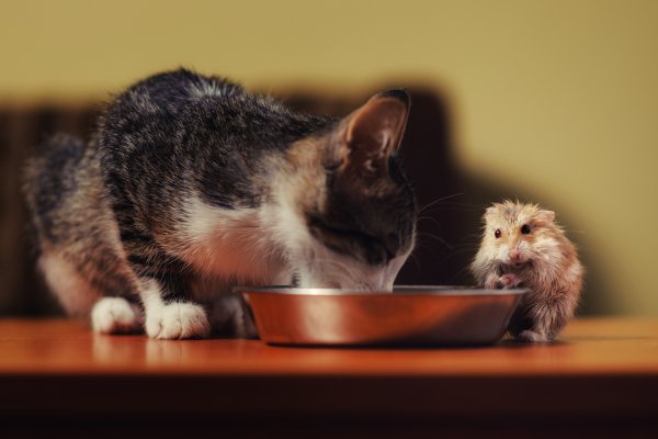 Смешные картинки кошки и хомяки