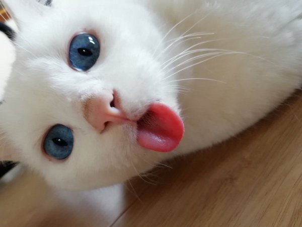 Смешные картинки кошки с языком