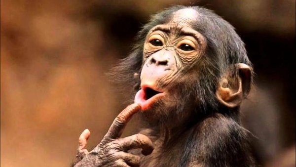 Смешные картинки обезьяны