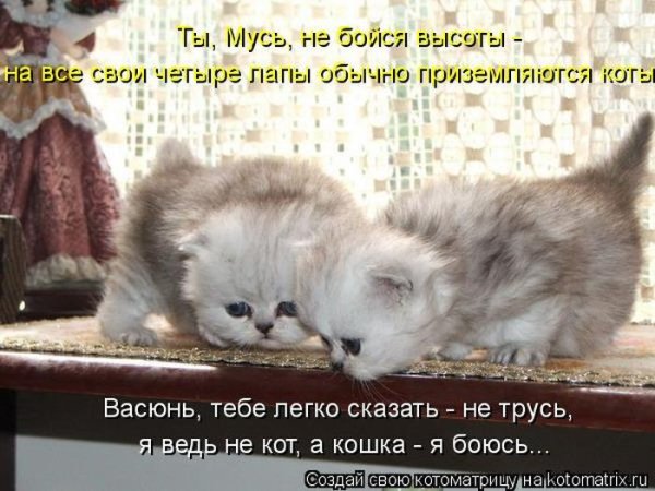 Смешные картинки кошек и котят с надписями до слез