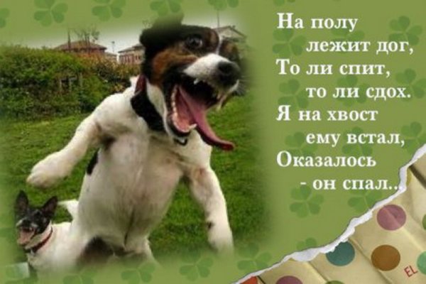 Смешные стихи короткие