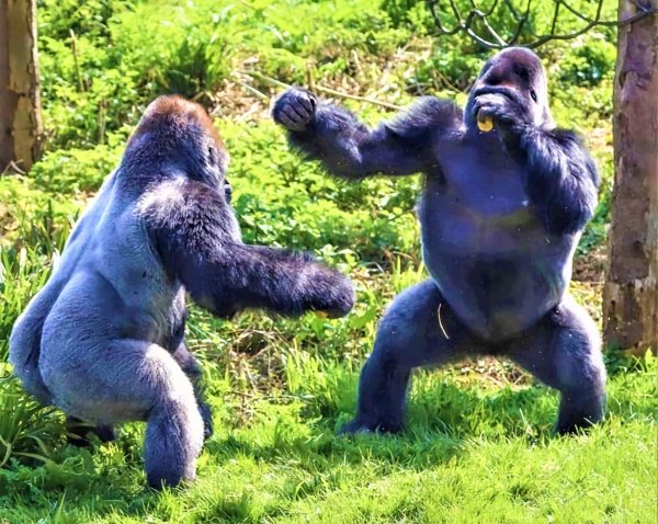 Смешные картинки самца гориллы