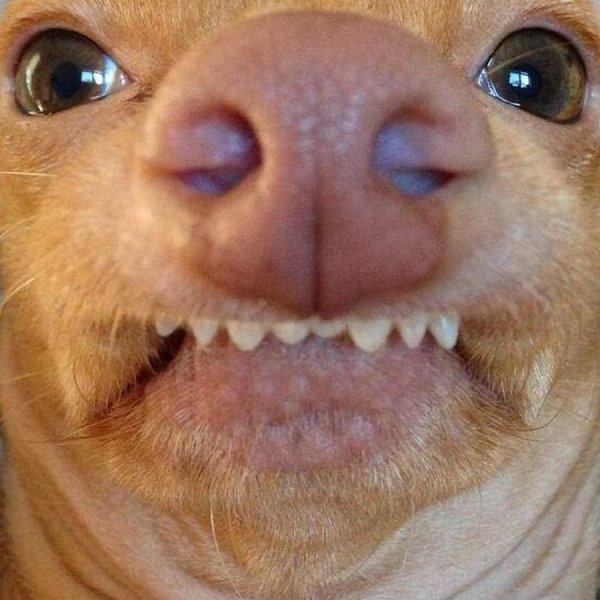 Смешные картинки лица собак