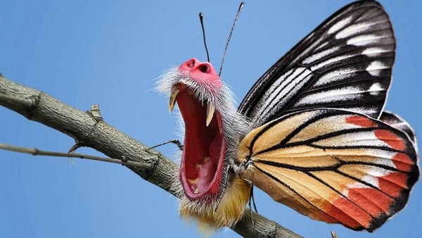 Самые смешные картинки насекомые в мире