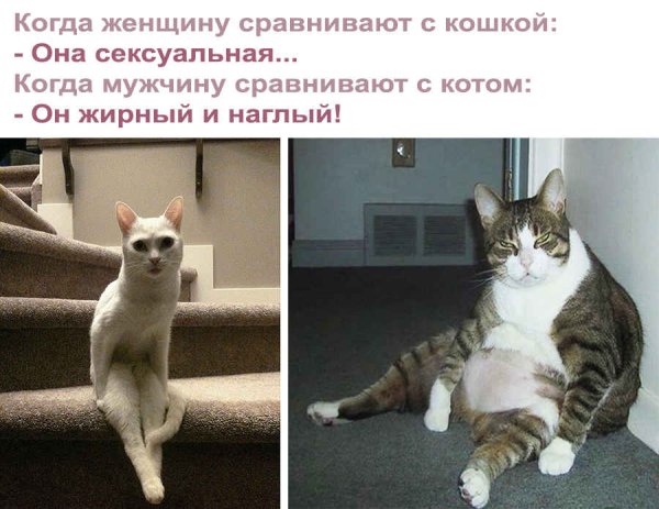 Смешные картинки кошки с юмором