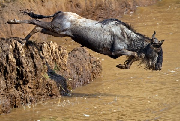 Смешные картинки антилопа гну