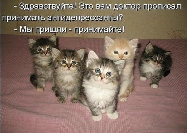 Смешные картинки кошки и котята и коты с надписями